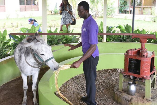 Appleton Estate Rum Factory And YS Falls Inclusive Tours From Montego Bay - Reaching YS Falls from Montego Bay