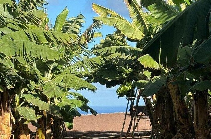 Banana Museum, Rum Distillery & Winery guided tour with tasting - What to bring and how to pace yourself