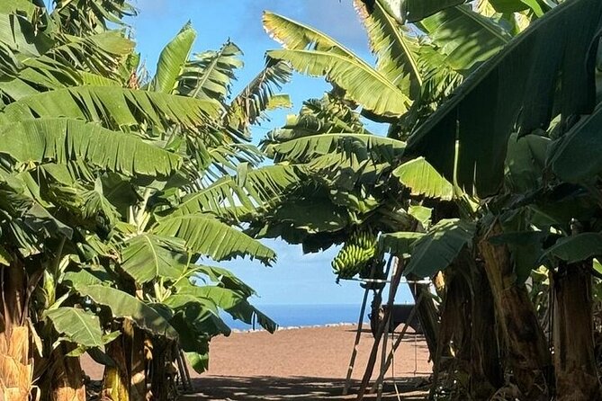 Banana Museum, Rum Distillery & Winery guided tour with tasting - Who will enjoy this tour most
