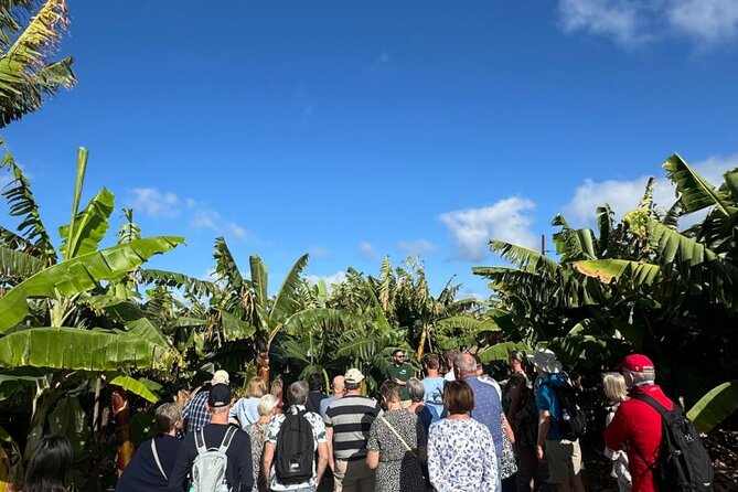 Banana Museum, Rum Distillery & Winery with Tasting: Premium tour - Learning to make mojo sauce