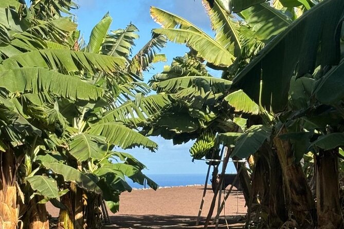 Banana Museum, Rum Distillery & Winery with Tasting: Premium tour - How the transport affects your day