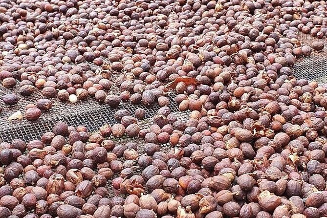 Banana Museum, Rum Distillery & Winery with Tasting: Premium tour - The guide can make or break the pace