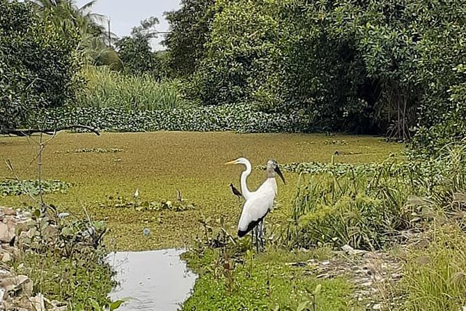 Belize City Culture, Nature, Rum tasting, V.i.V. - A rolling lesson in Belize City history