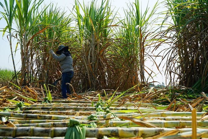 Chalong Bay Rum Distillery Experience - Inside the distillery, follow the production stages