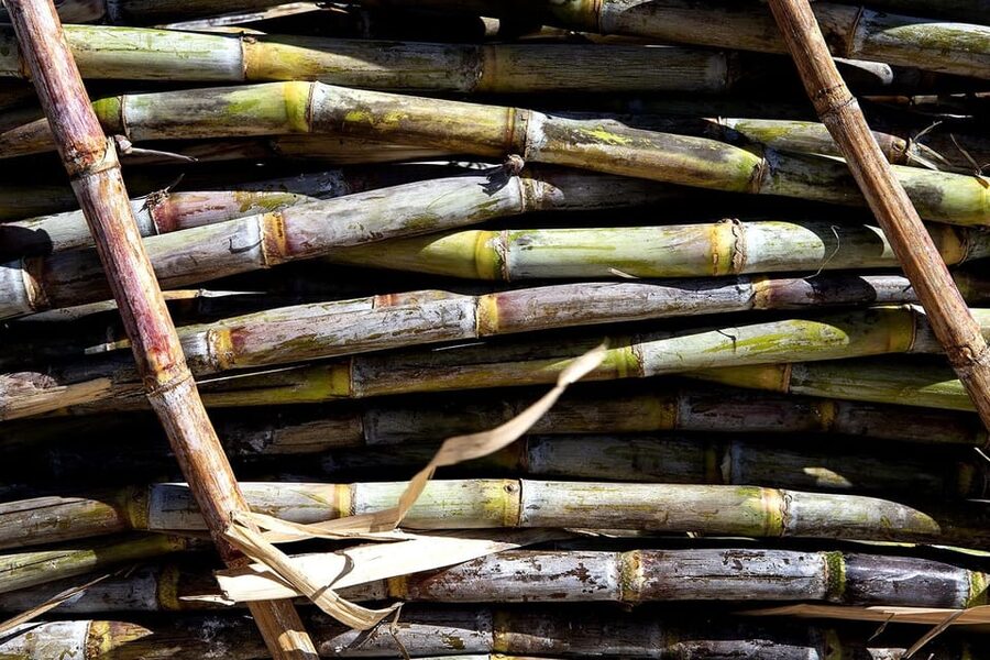 Distilleria Alma- Rum Distilery Guided Tour & Tasting - Timing, languages, and practical details