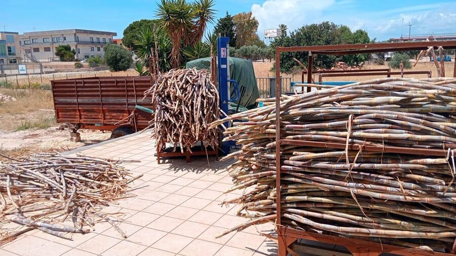 Distilleria Alma- Rum Distilery Guided Tour & Tasting - Who should book Distilleria Alma?