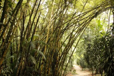 Full-Day Jungle Jeep Waterfall and Cachaça Distillery Tour