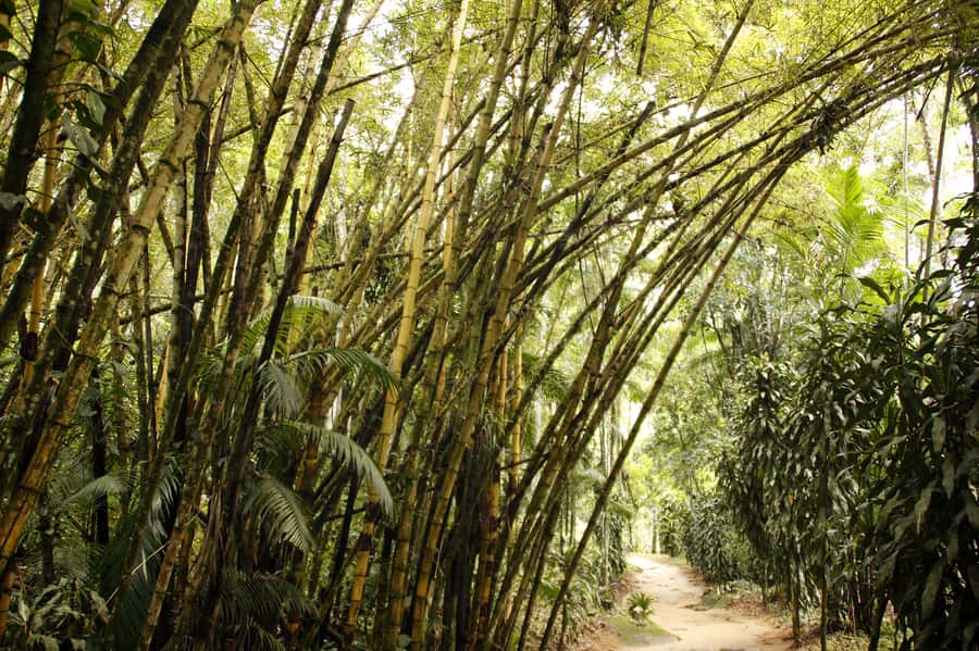 Full-Day Jungle Jeep Waterfall and Cachaça Distillery Tour - The jeep ride toward Serra da Bocaina