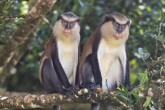 Full-Day Tour: Concord Waterfall, Chocolate Factory, Rum Distillery, Grand Etang - River Antoine Estate: the tour’s most distinctive stop