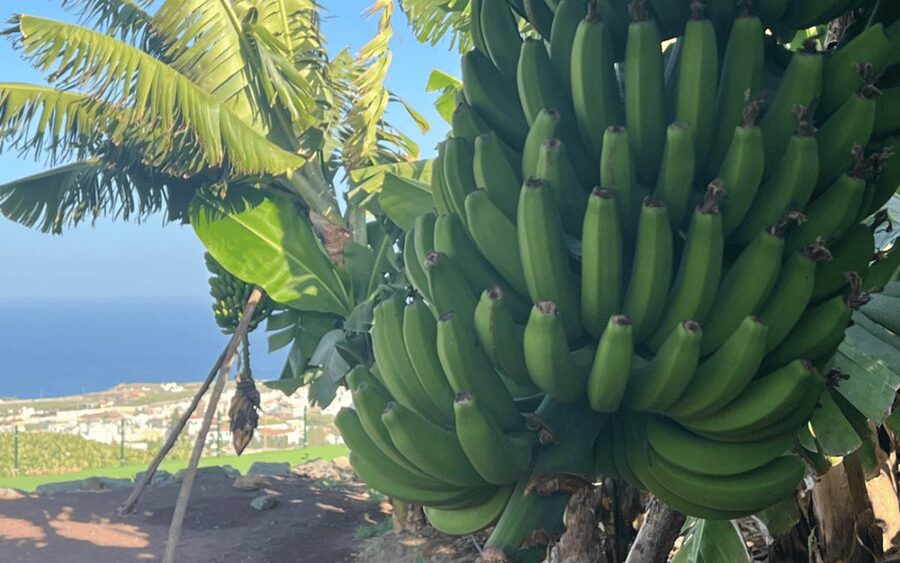 Gran Canaria: Rum, Wines and Banana Tour - Key points at a glance