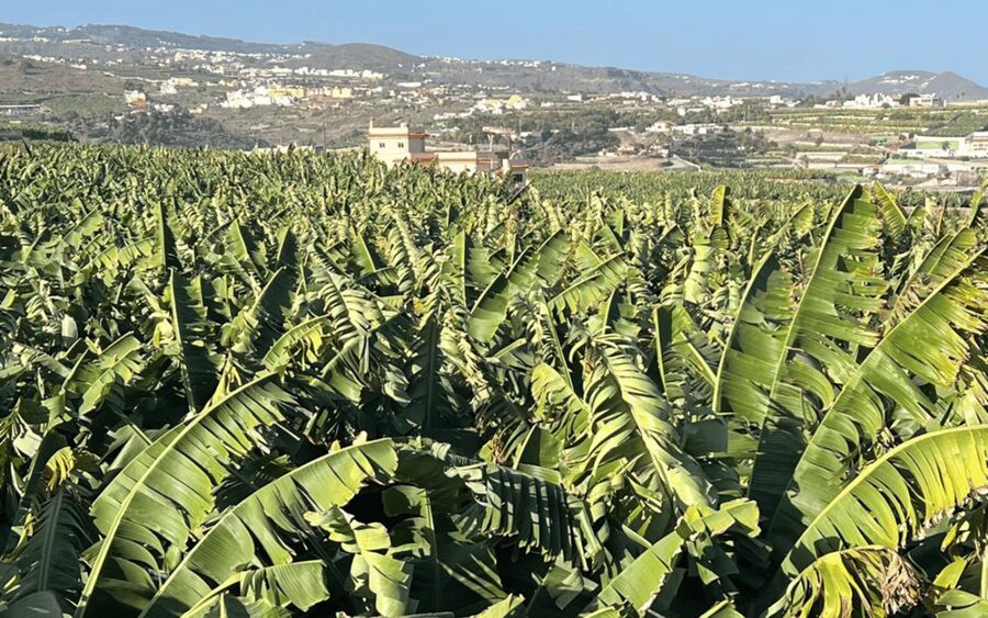 Gran Canaria: Rum, Wines and Banana Tour - A food tour that also explains Gran Canaria