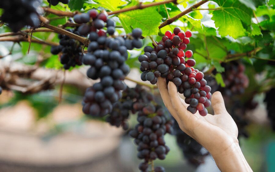 Gran Canaria: Rum, Wines and Banana Tour - Gran Canaria’s banana story in Arucas
