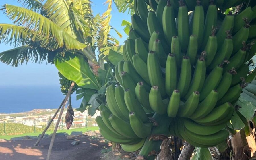 Gran Canaria: Rum, Wines and Banana Tour - The guides make a major difference