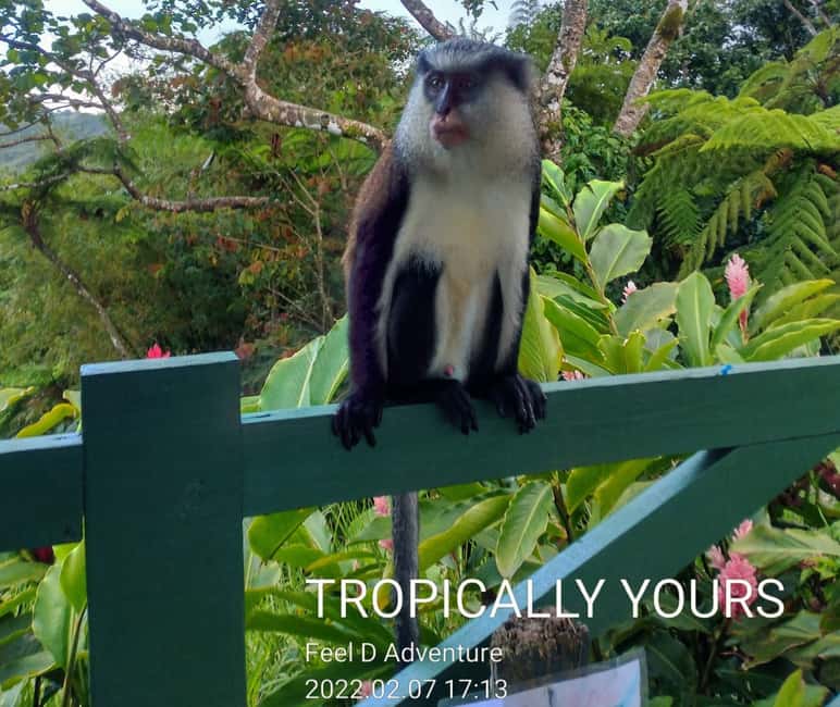 Grenada: Culture and Nature Island Tour with Chocolate & Rum - Why this six-hour route works