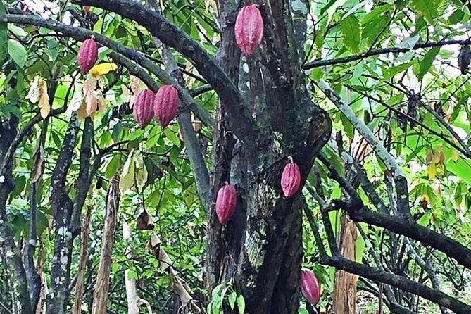 Grenada Spice Gardens, Rum & Chocolate Tour (Full/Half Day) - Clarke’s Court Distillery: good rum, extra charges to watch