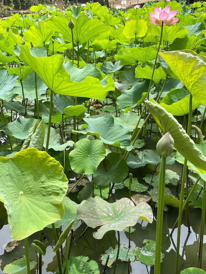 local Market,Botanical garden,Rum tasting & authentic Lunch - Timing, Language, and What to Bring