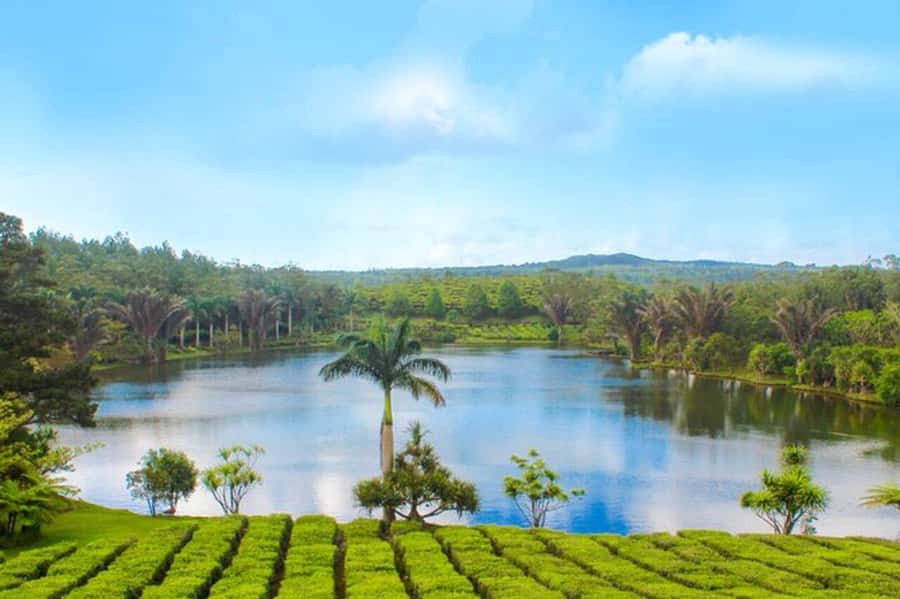 Mauritius: Tea, Rum and Vanilla Route with Lunch and Pickup - Key points at a glance