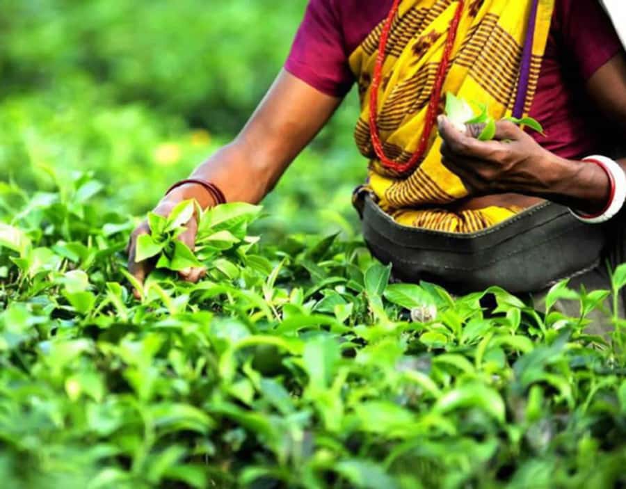 Mauritius: Tea, Rum and Vanilla Route with Lunch and Pickup - Bois Chéri, where the tea story becomes practical