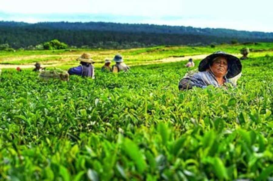 Mauritius: Tea, Rum and Vanilla Route with Lunch and Pickup - The included lunch is more than a travel-day filler