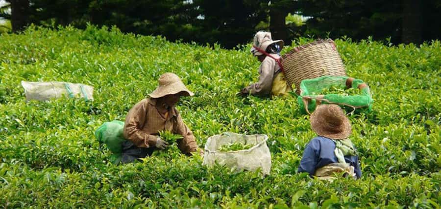 Mauritius: Tea, Rum and Vanilla Route with Lunch and Pickup - What $310 per person really buys you