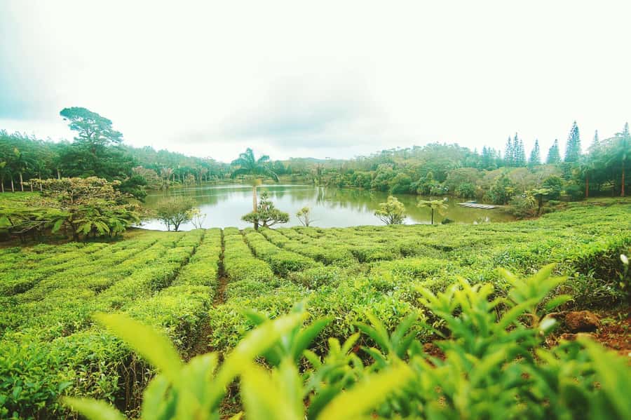 Mauritius: Tea, Rum and Vanilla Route with Lunch and Pickup - Le Domaine des Aubineaux and the colonial beginning