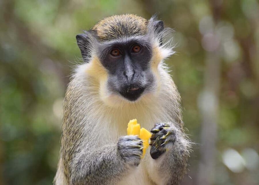 Monkey Feeding & Historic Sugar Plantation & Rum Distillery - Key points to know before booking