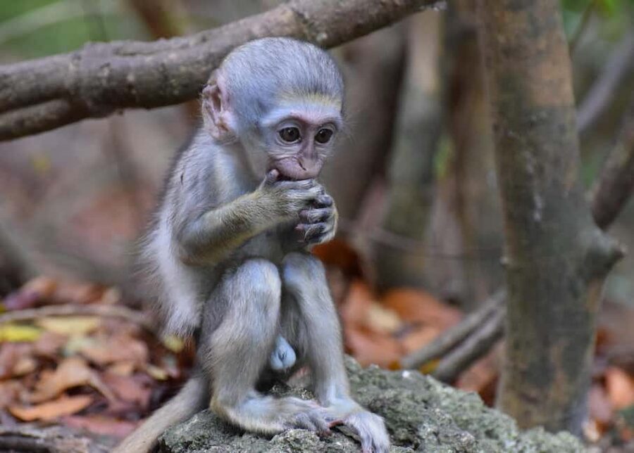 Monkey Feeding & Historic Sugar Plantation & Rum Distillery - St. Nicholas Abbey and the sugar plantation story