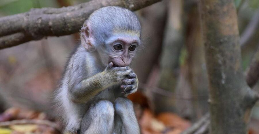 Monkey Feeding & Historic Sugar Plantation & Rum Distillery - Cherry Tree Hill and the optional steam train