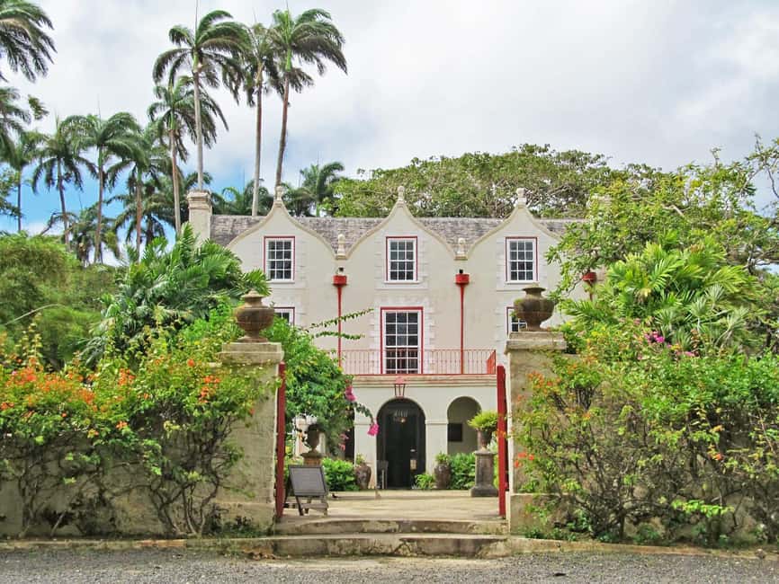Monkey Feeding & Historic Sugar Plantation & Rum Distillery - Green monkeys at Barbados Wildlife Reserve