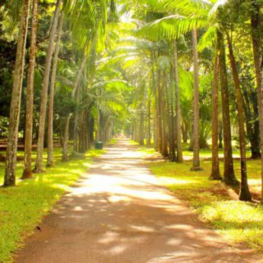 North Day Tour, Botanical Garden, Sugar Museum, Rum Tasting - Port Louis, from the bazaar to modern streets