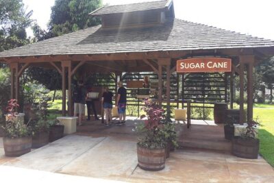 Private Appleton Estate Rum and Pelican Bar Tour from Montego Bay