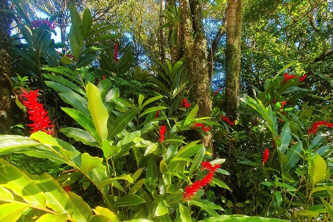 Puerto Plata City Tour with the Mount Isabel, Rum & Chocolate - Rum, sugarcane, and the limits of the factory visit
