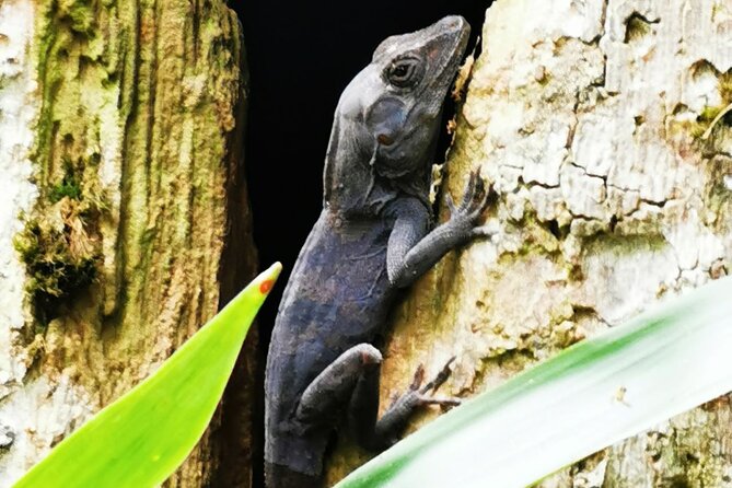 Puerto Plata City Tour with the Mount Isabel, Rum & Chocolate - Chocolate, cocoa, and a stop with a sales pitch