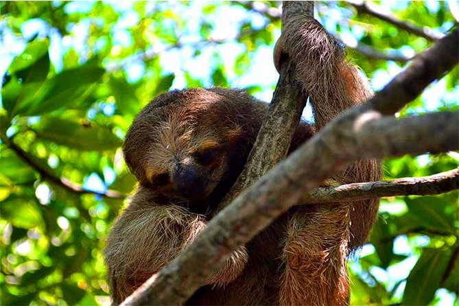 Roatan ATV Sightseeing, Sloth & Monkeys, Chocolate & Rum Factory - Why the private format matters