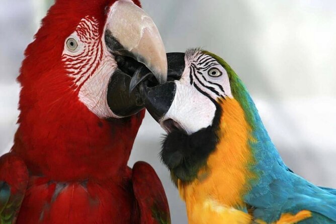 Roatán Island Tour: Sloth & Monkey Park, Rum, and Chocolate - The sloth and monkey park is the heart of the tour