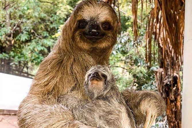 Roatan Monkey and Sloth Tour with Chocolate and Rum Factory - Island Views and Souvenir Stops