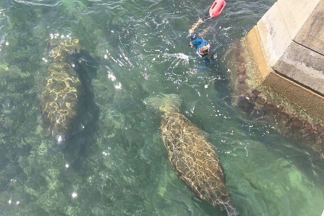 San Juan Snorkel with Turtles and Manatee's; Free Video and Rum! - The Manatee Guarantee Has Limits