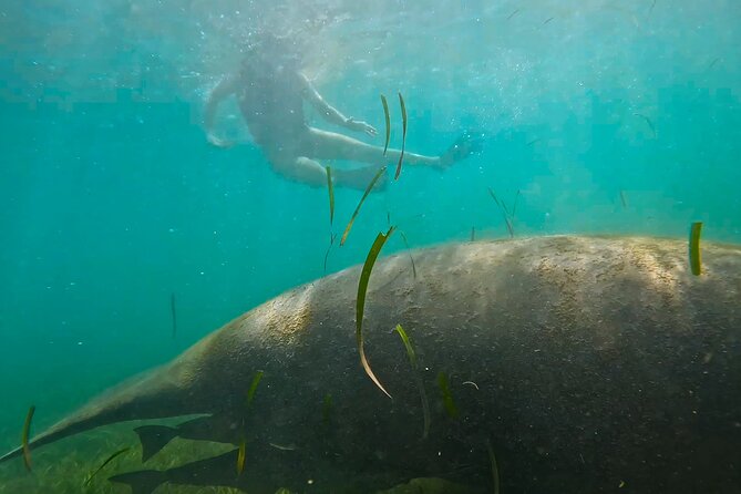 San Juan Snorkel with Turtles and Manatee's; Free Video and Rum! - Who Should Book and Who Should Skip It