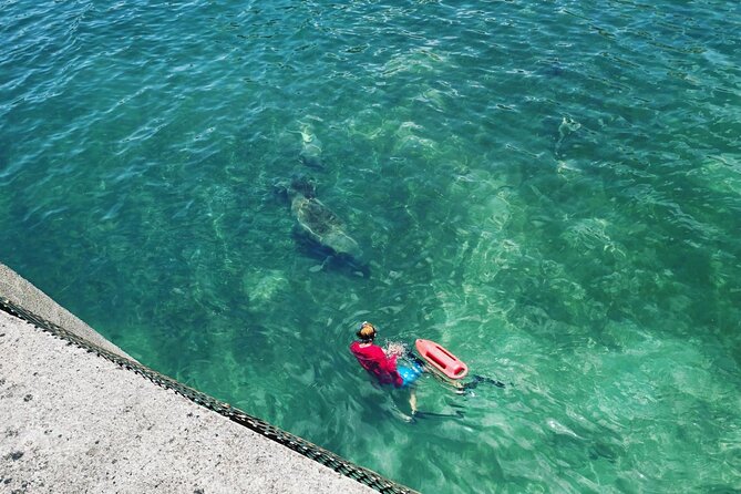 San Juan Snorkel with Turtles and Manatee's; Free Video and Rum! - Price, Timing, and Practical Value