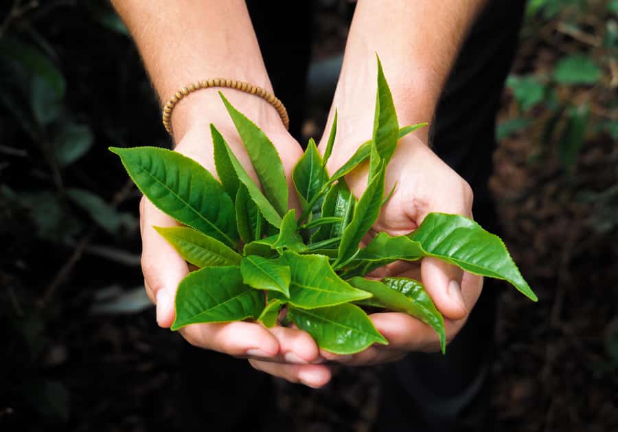 Tea, Rum & Vanilla Route - Lunch, tastings, and the practical value of the price