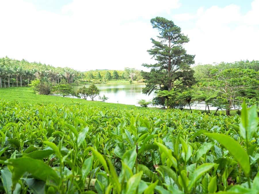 Tea, Rum & Vanilla Route - Domaine des Aubineaux and the 1872 colonial house