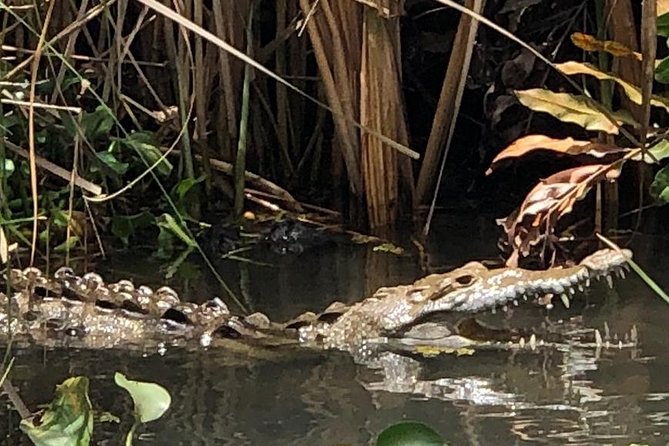 YS Falls, Black River Safari, Appleton Rum Tour OR Pelican Bar (Choose Up to 3) - Quick takeaways for planning your South Coast day