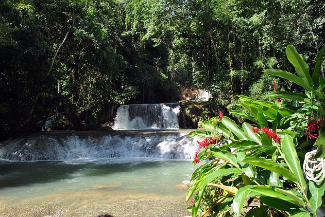 YS Falls, Black River Safari, Appleton Rum Tour OR Pelican Bar (Choose Up to 3) - Black River Safari: crocodiles on a quiet river